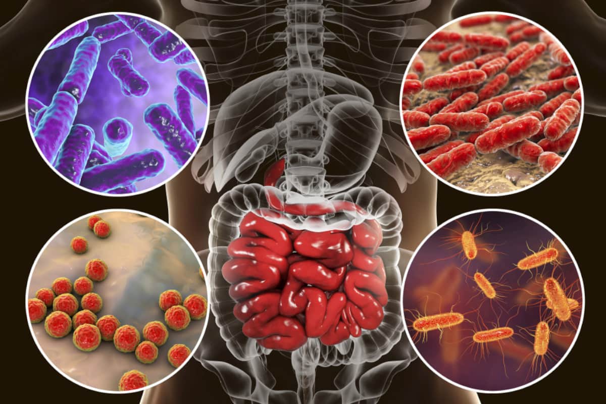 Dlaczego Mikrobiom Jest Ważny I Jak O Niego Dbać Veronique 5099